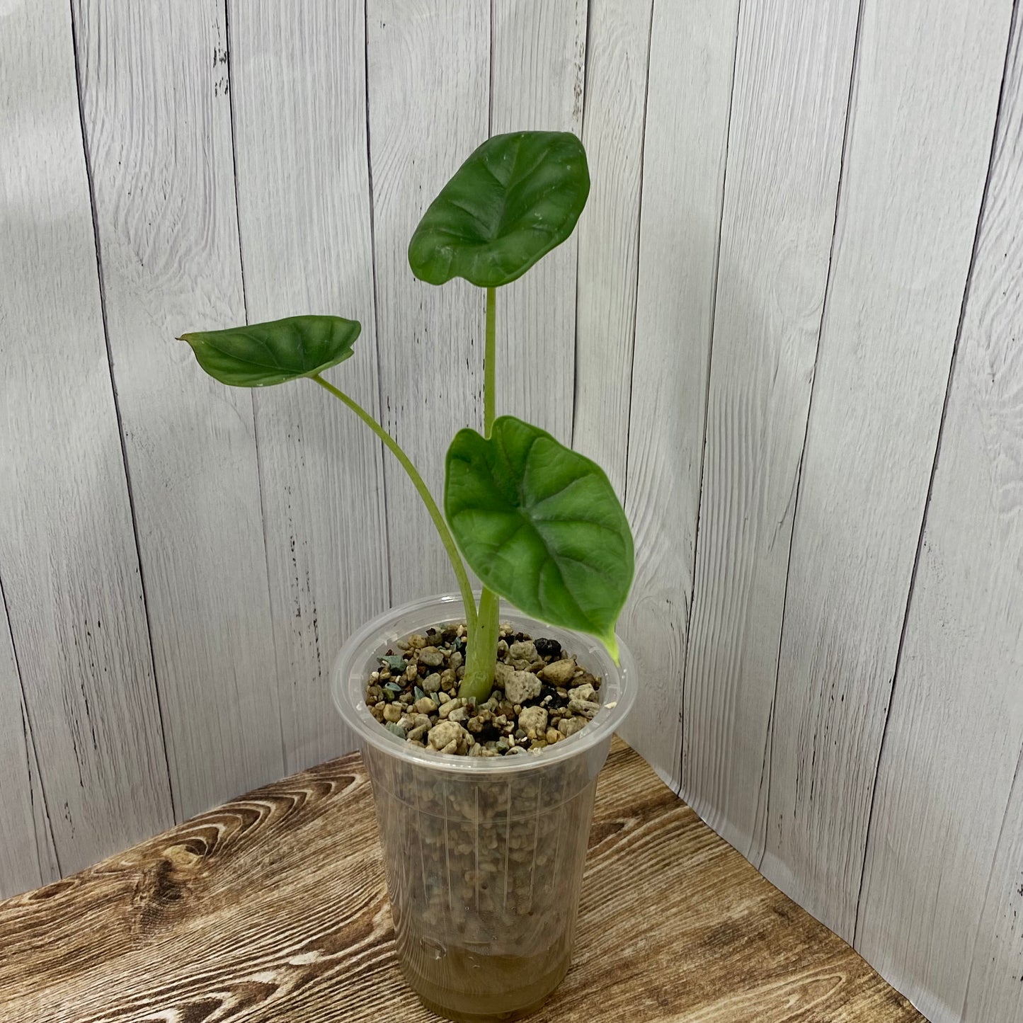 Alocasia Dragon Scale - Small - Kids Project