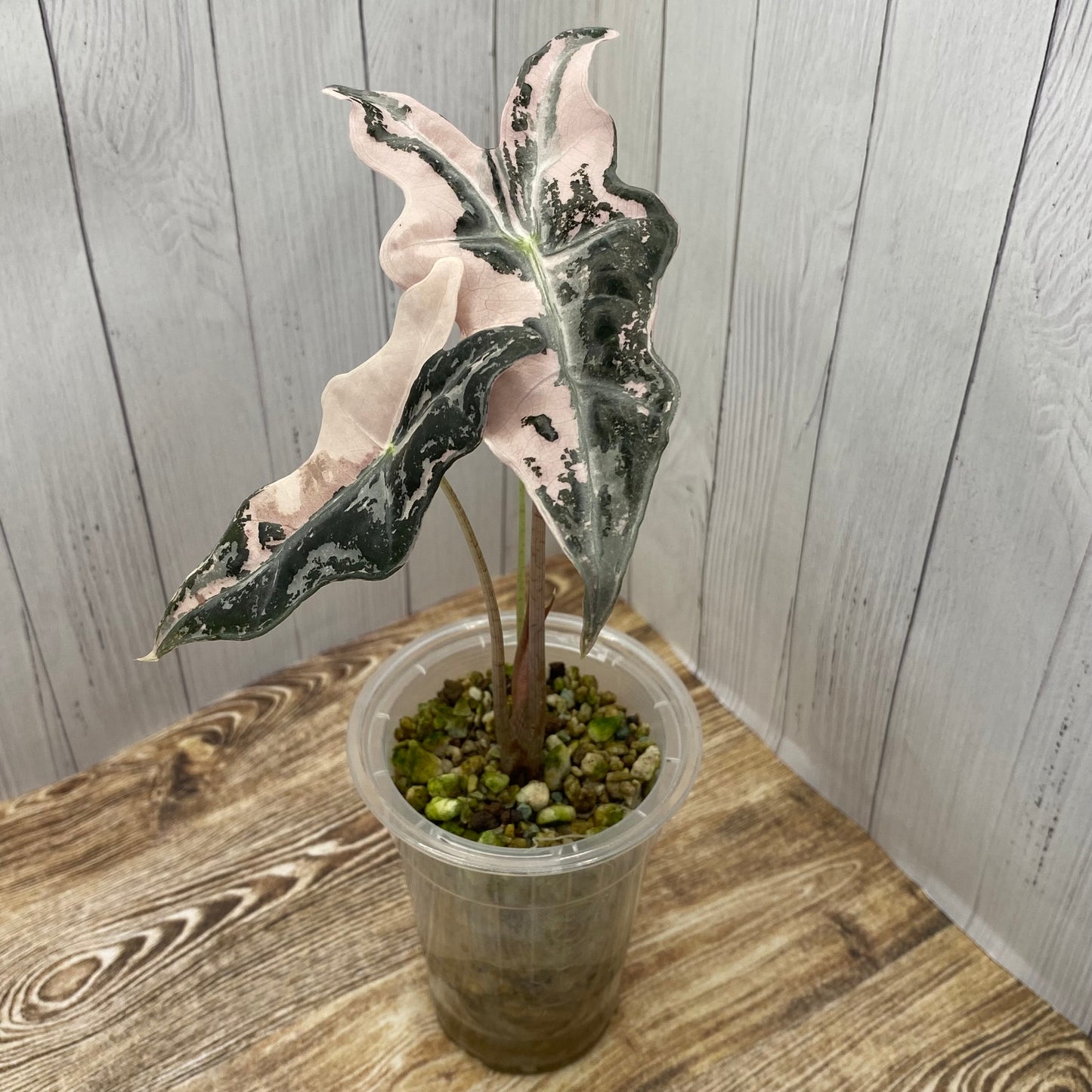 Alocasia Pink Nobilis - D/C