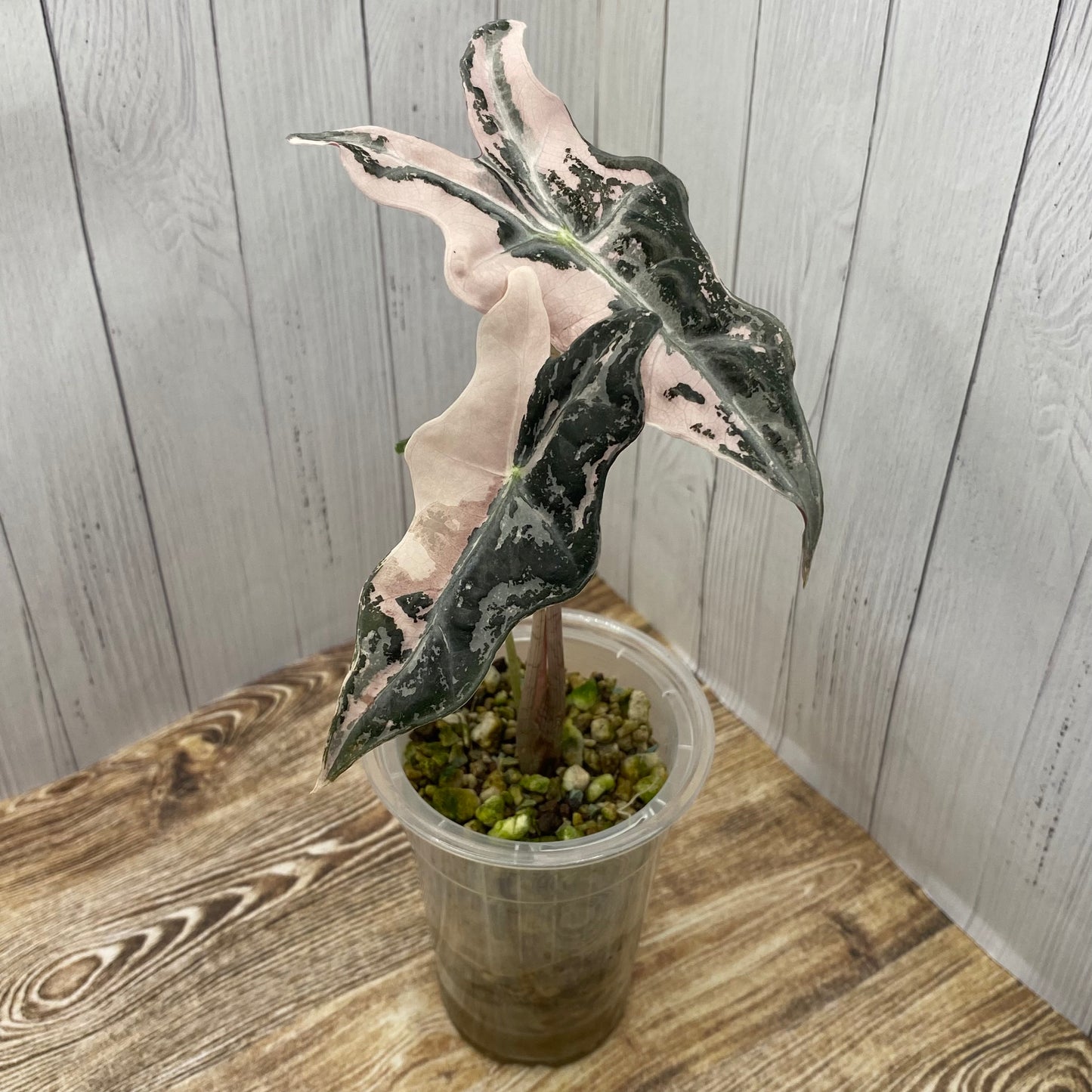 Alocasia Pink Nobilis - D/C