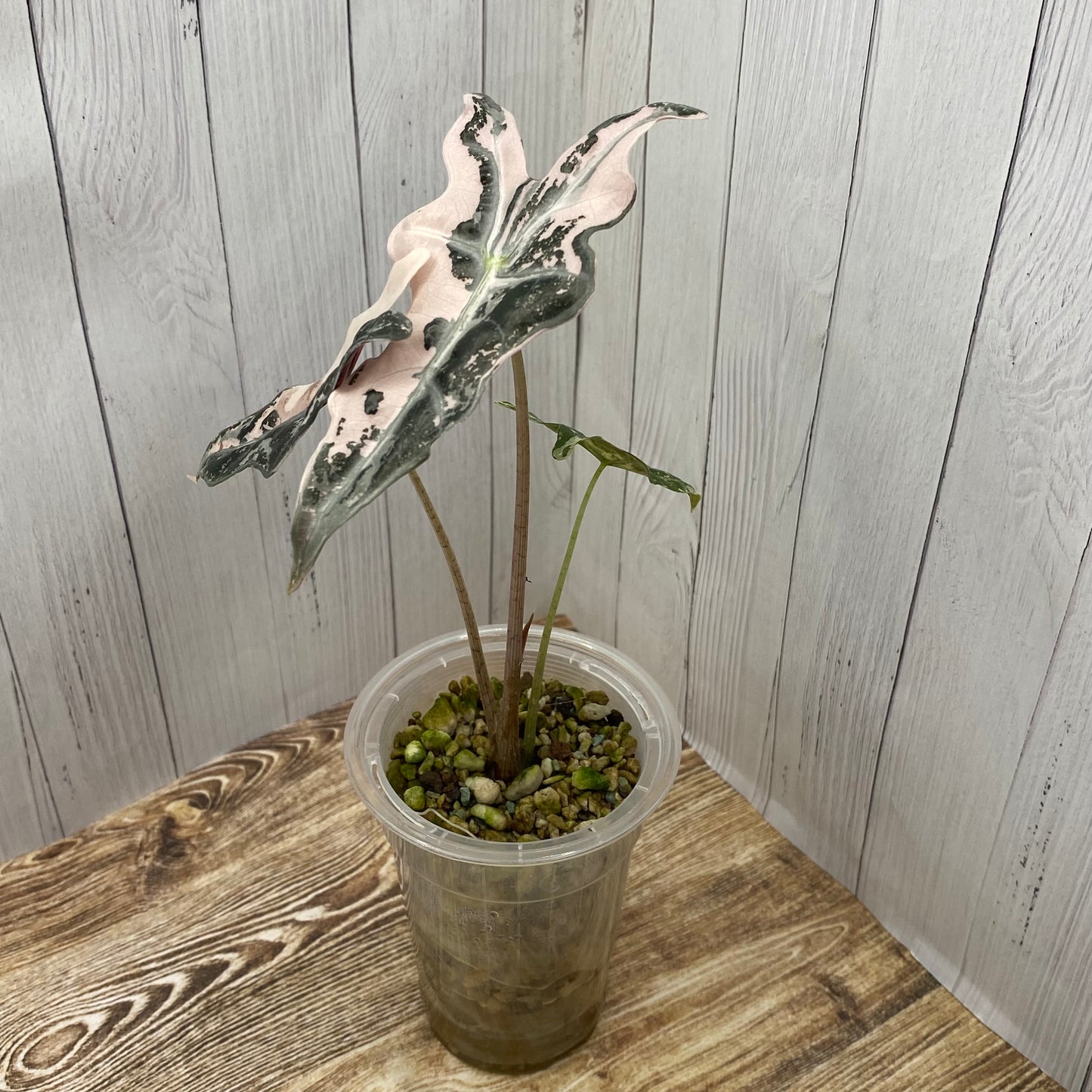 Alocasia Pink Nobilis - D/C