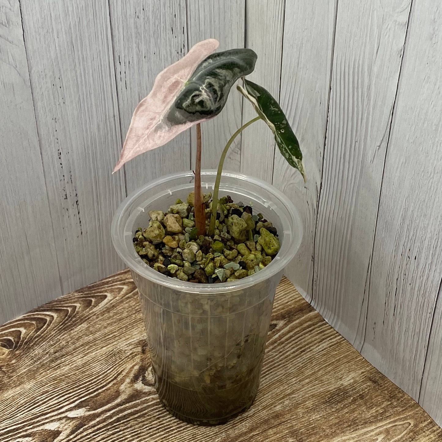 Alocasia Pink Nobilis - E/C