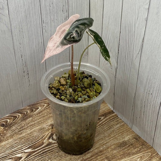 Alocasia Pink Nobilis - E/C