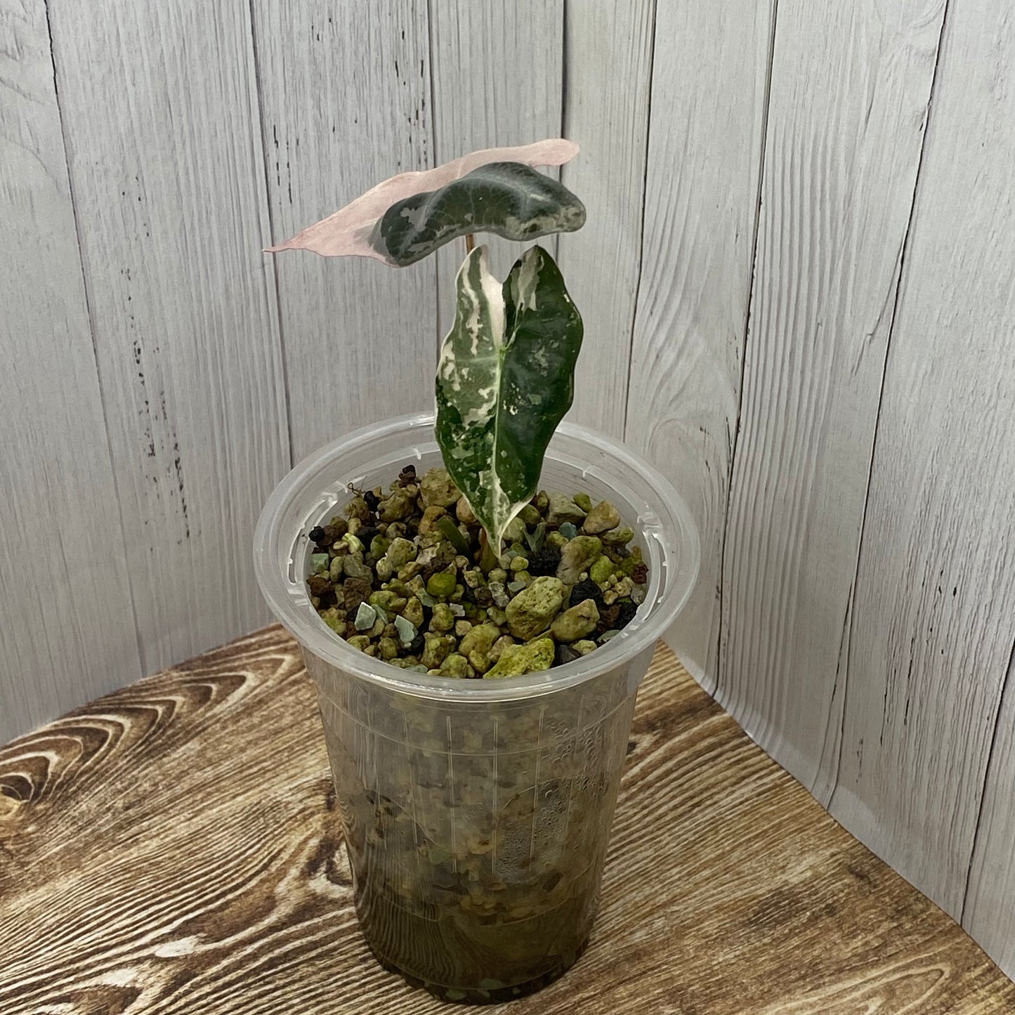 Alocasia Pink Nobilis - E/C