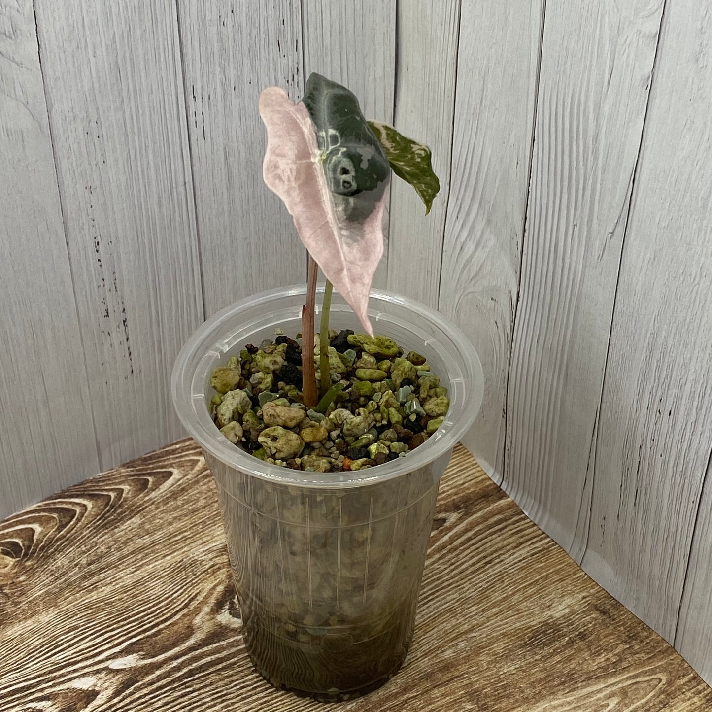 Alocasia Pink Nobilis - E/C