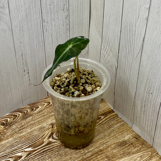 Alocasia Venom Small - TC