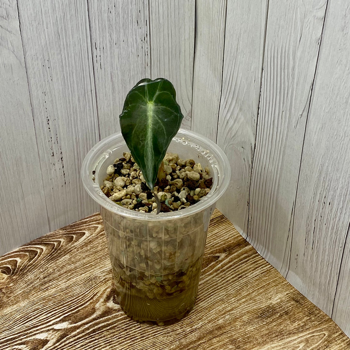 Alocasia Venom Small - TC