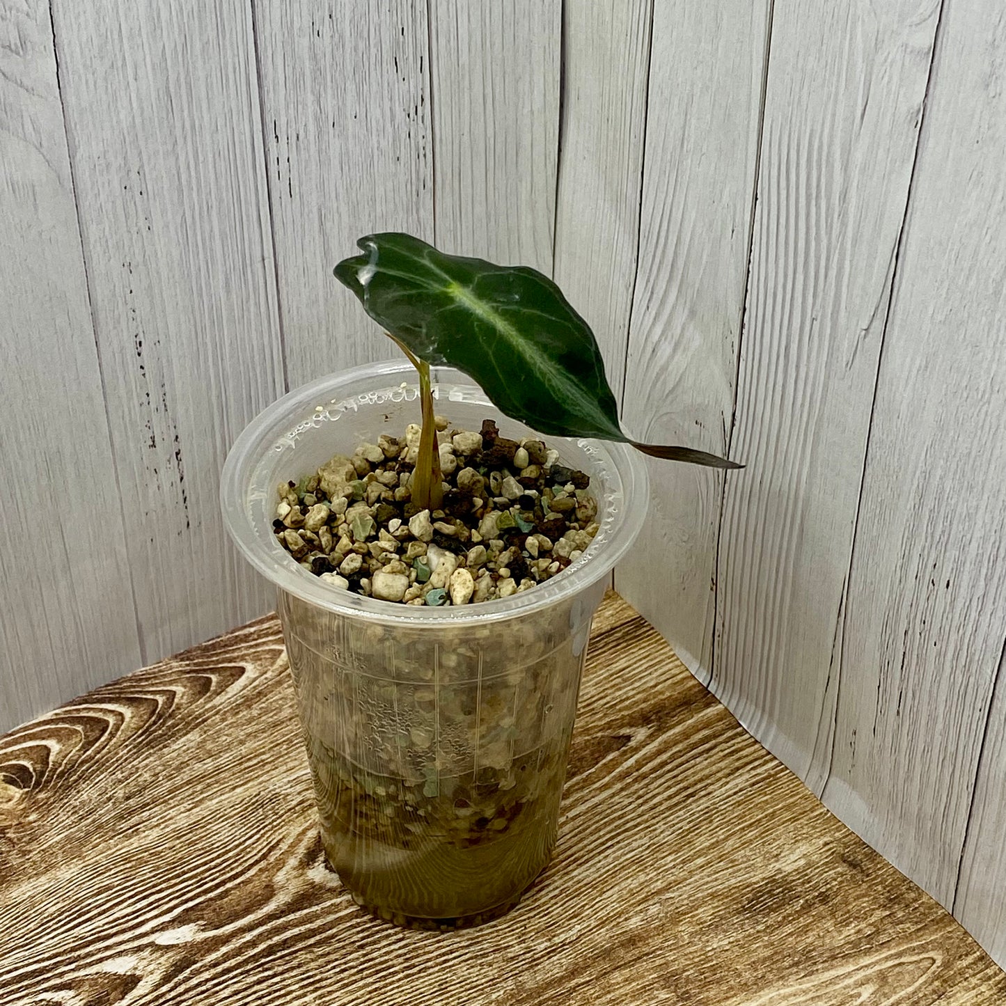 Alocasia Venom Small - TC