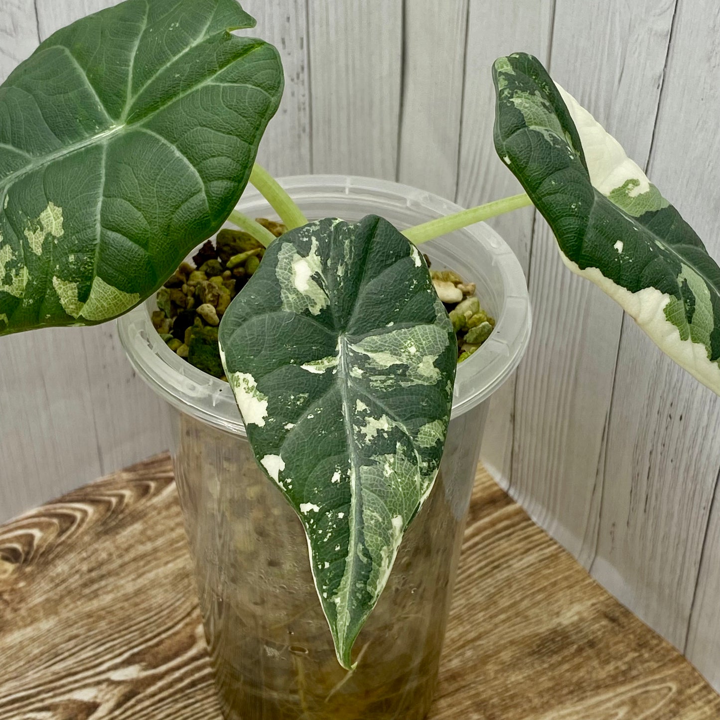 Alocasia Maharani Albo Variegated