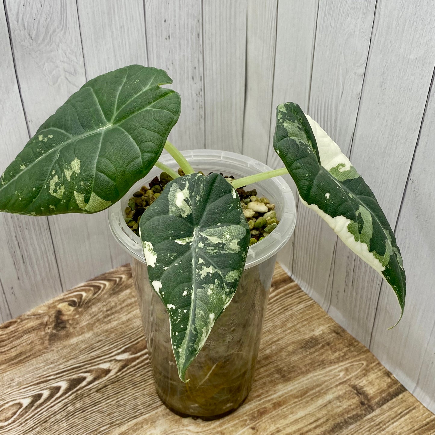 Alocasia Maharani Albo Variegated