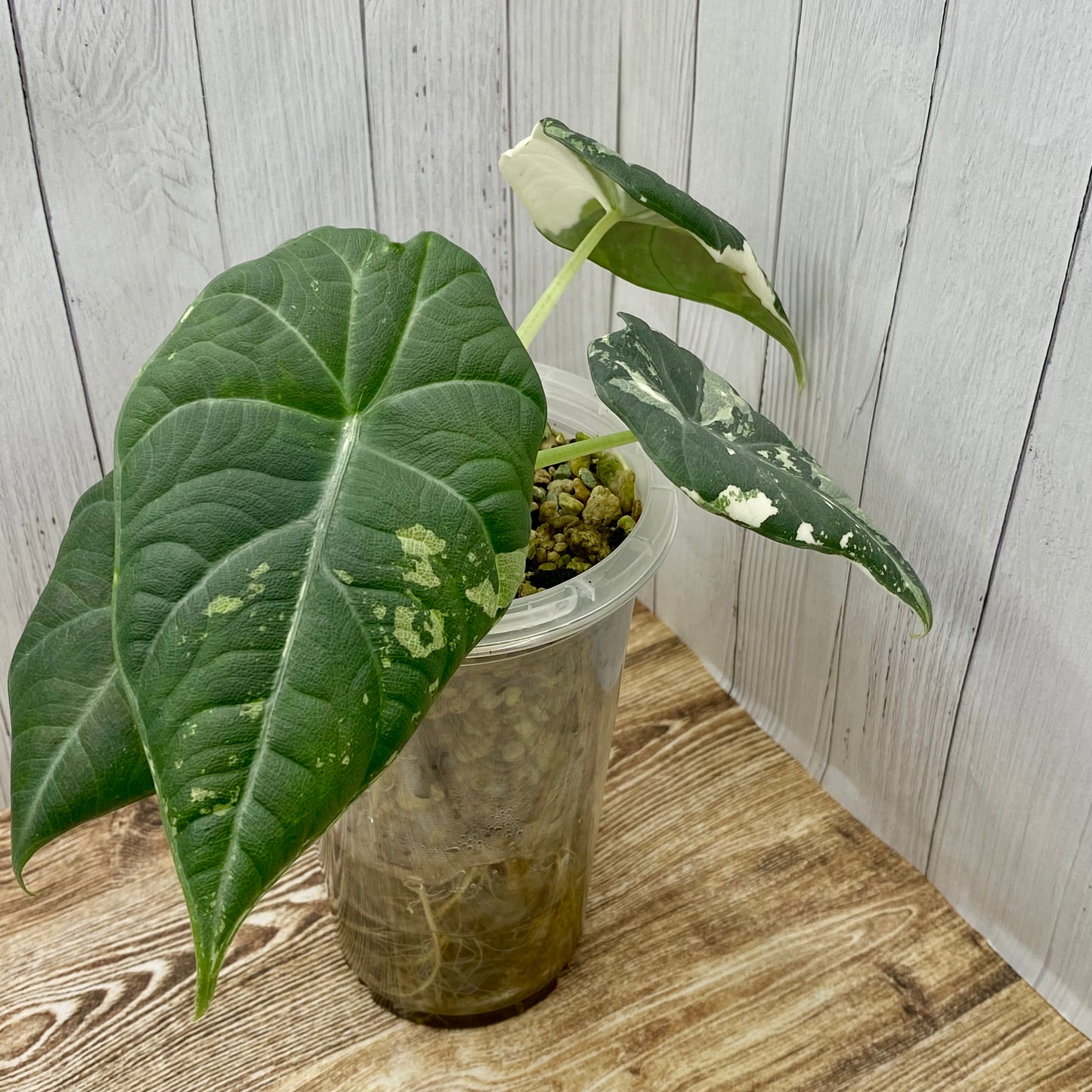 Alocasia Maharani Albo Variegated