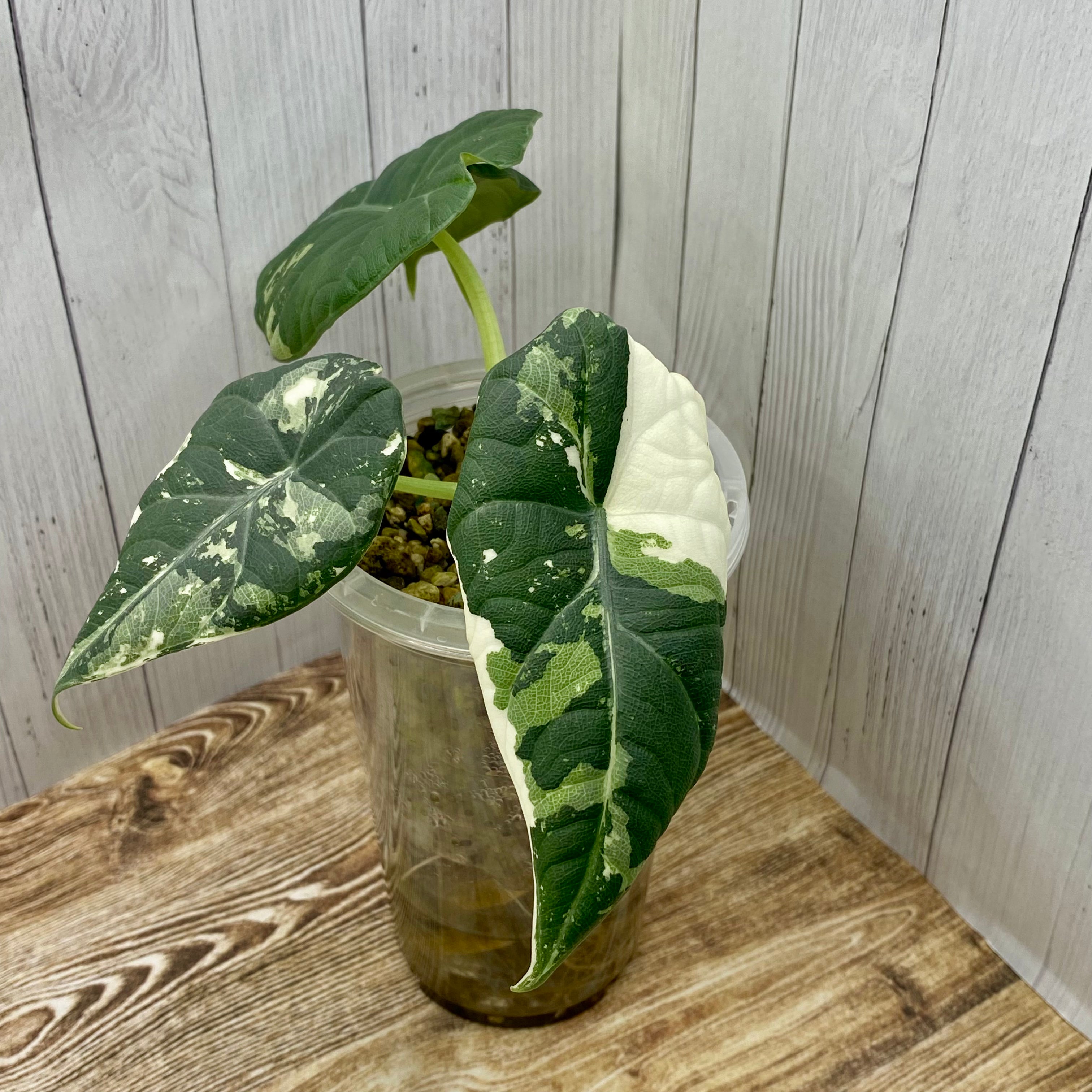 YO254 Alocasia Maharani Albo Variegated アロカシア マハラニ アルボ