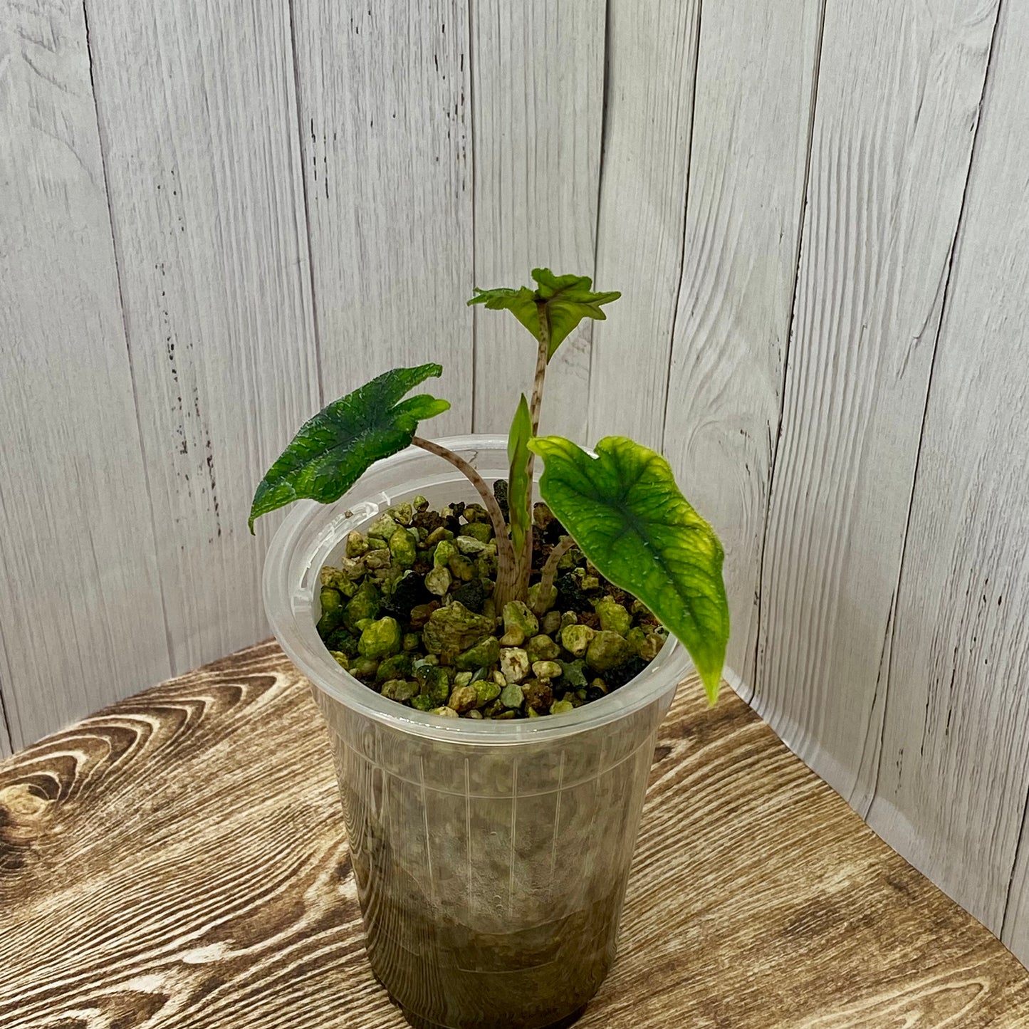 Alocasia Jacklyn - A/C