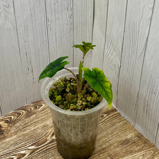 Alocasia Jacklyn - A/C