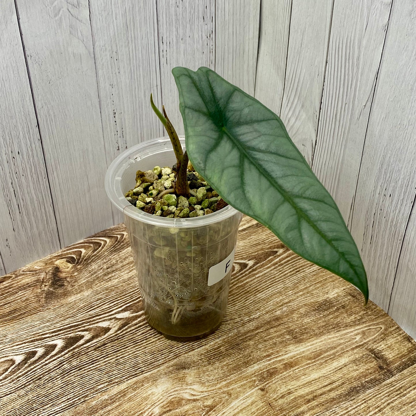 Alocasia Dragon’s Breathe - F