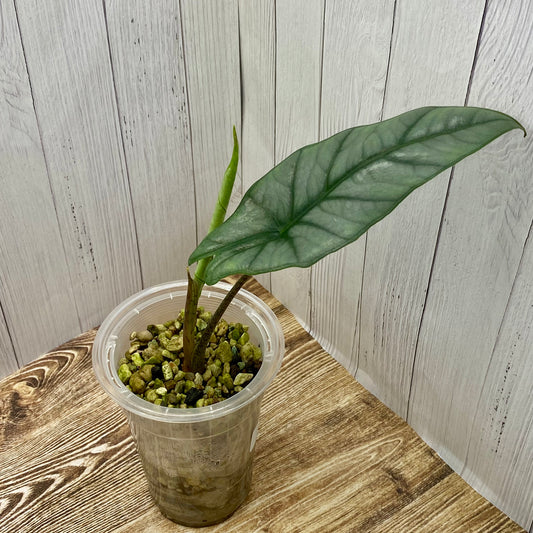 Alocasia Dragon’s Breathe - G