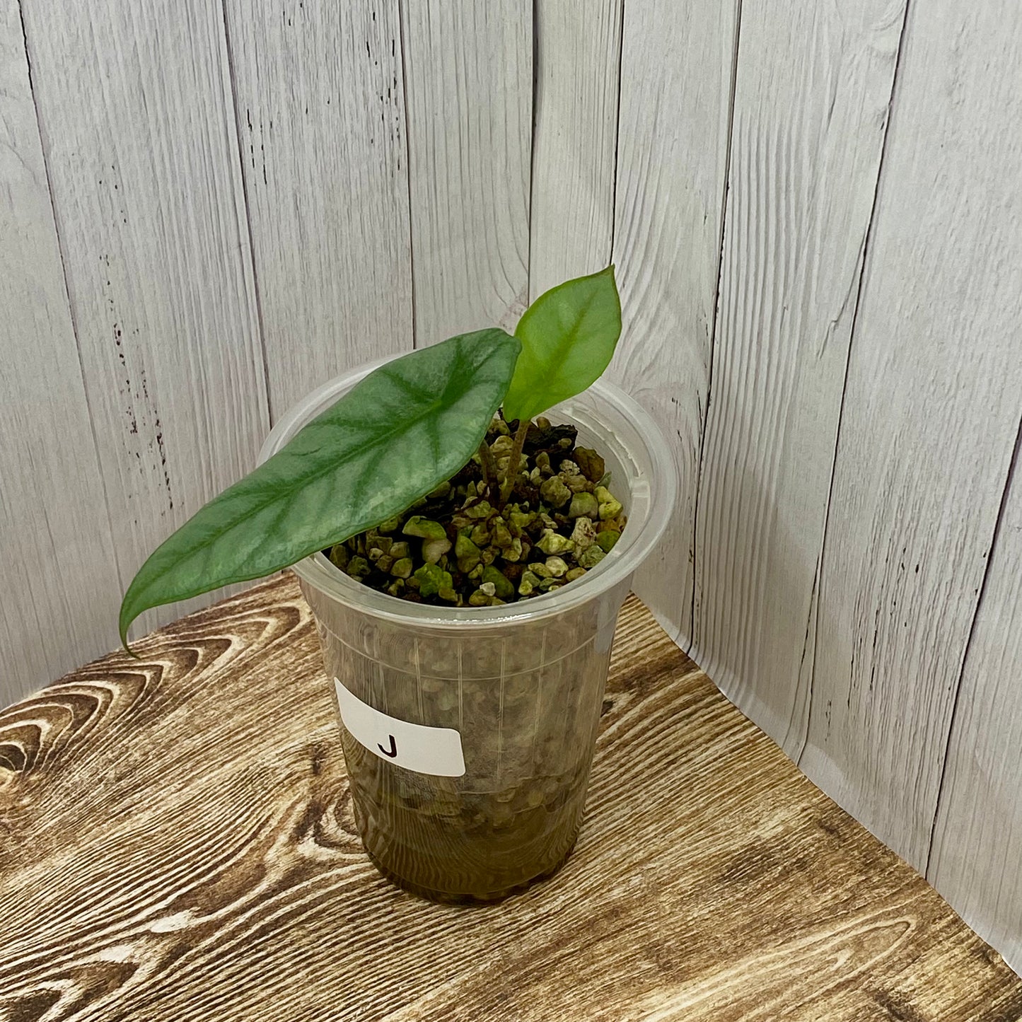 Alocasia Dragon’s Breathe - J