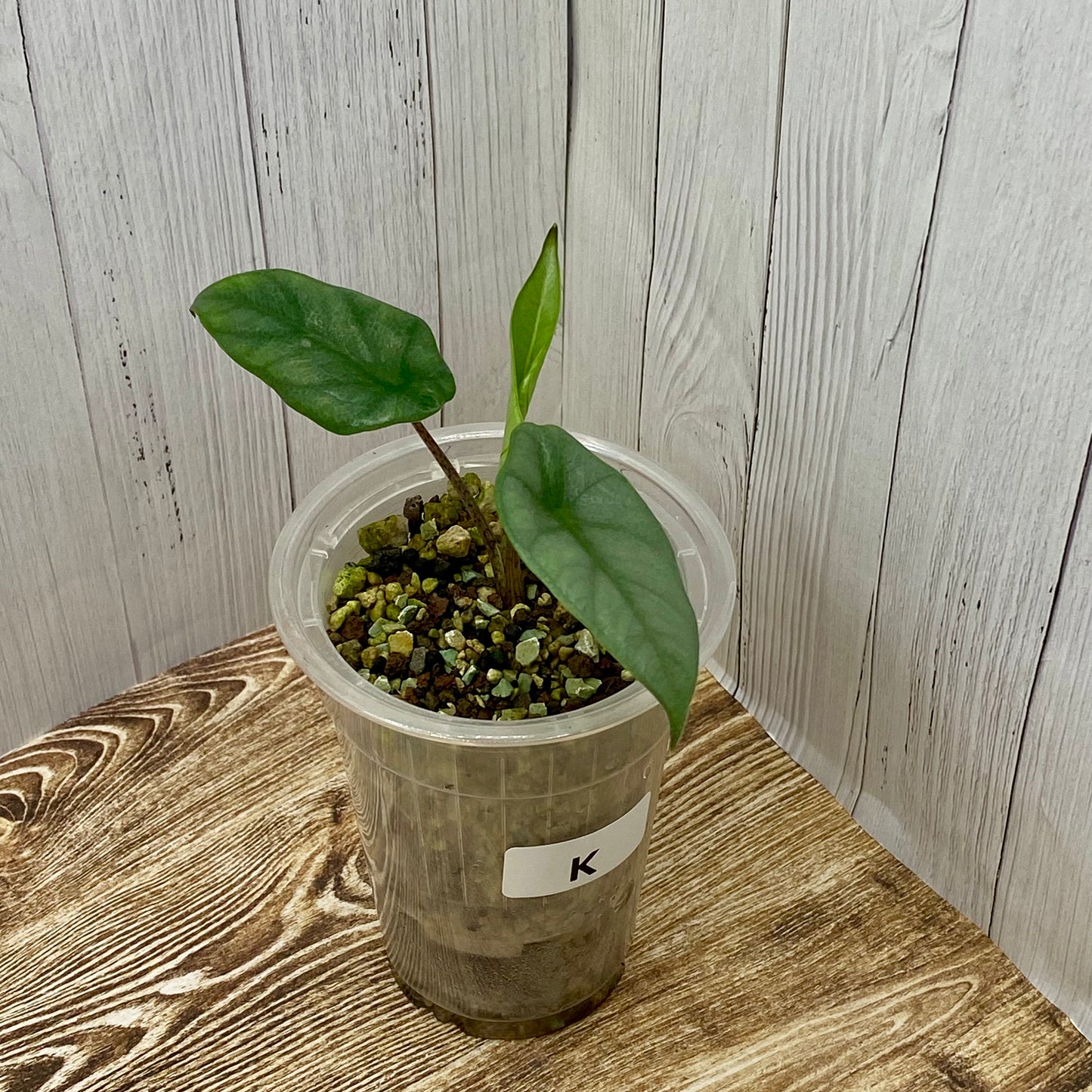 Alocasia Dragon’s Breathe - K