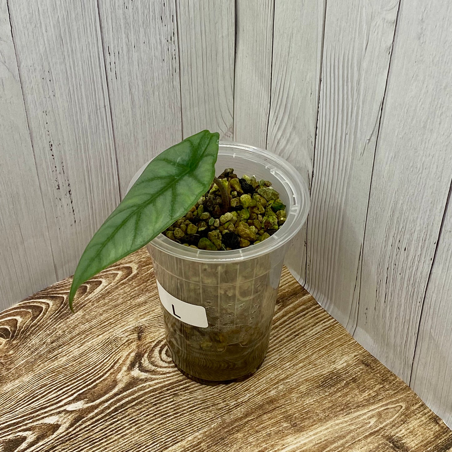 Alocasia Dragon’s Breathe - L