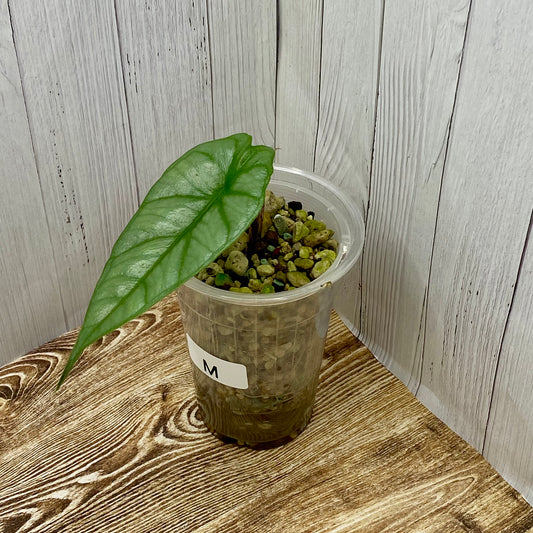 Alocasia Dragon’s Breathe - M