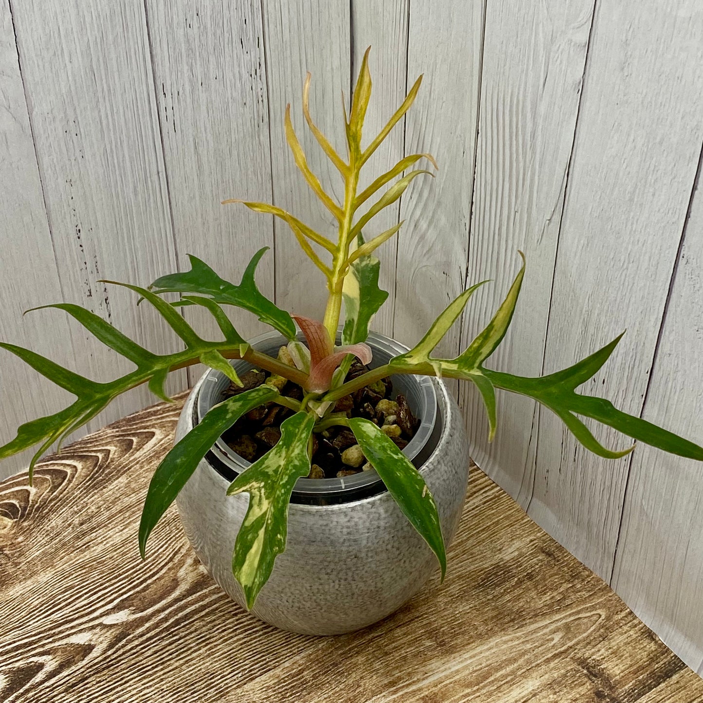 Philodendron Tortum Variegated