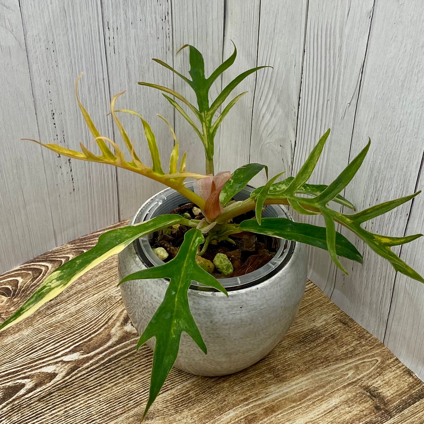 Philodendron Tortum Variegated