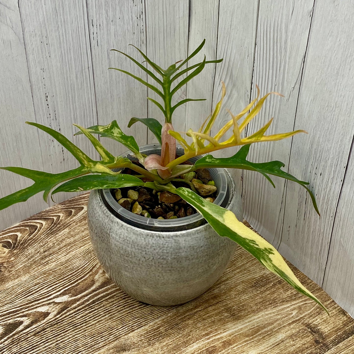 Philodendron Tortum Variegated
