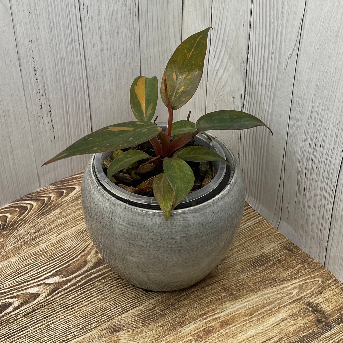 Philodendron Orange Princess - B