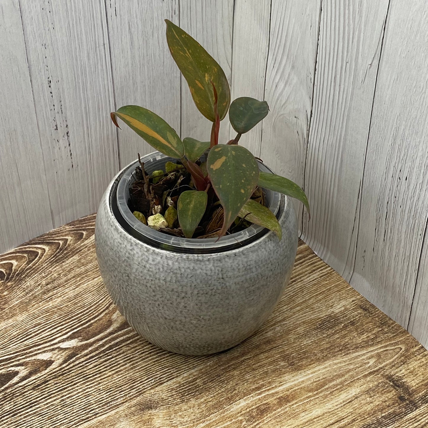 Philodendron Orange Princess - B