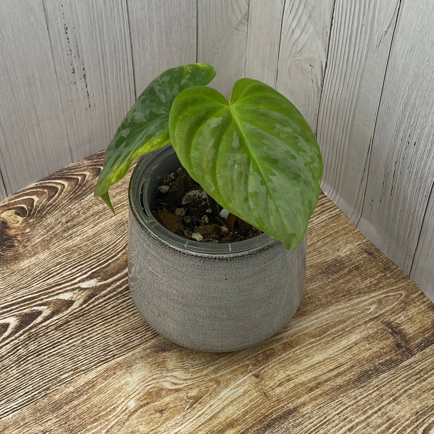 Philodendron Majestic