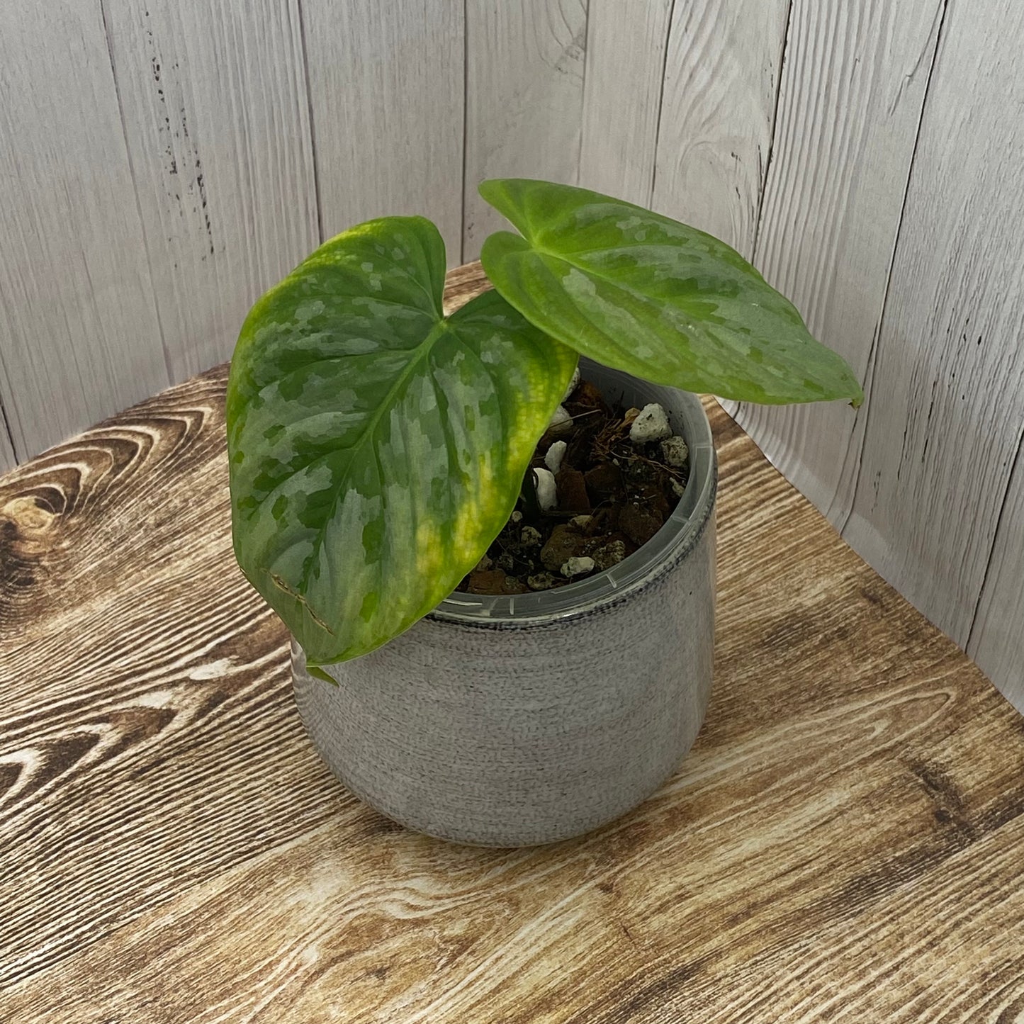 Philodendron Majestic