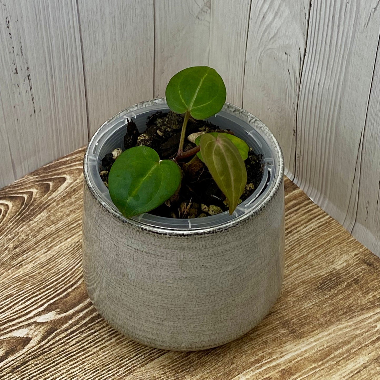 Anthurium Purple Crystallinum - G TC