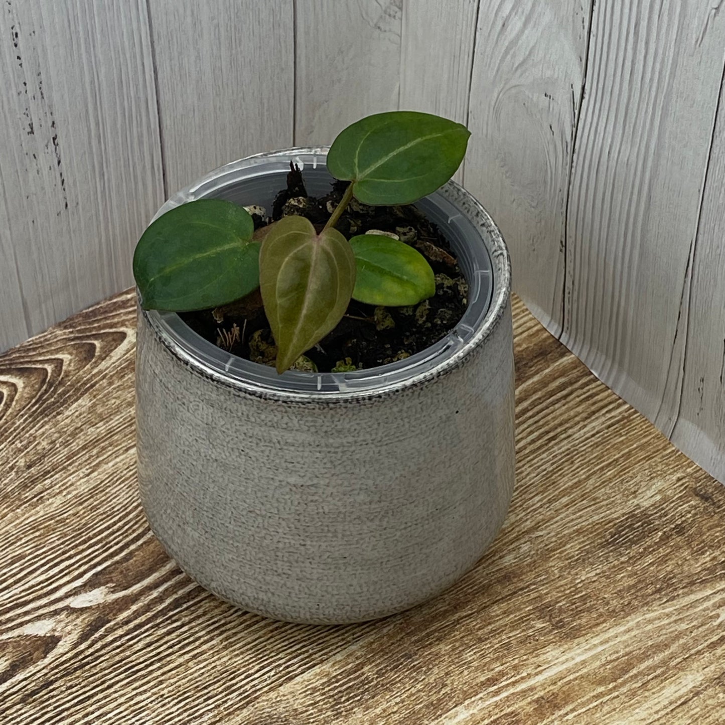 Anthurium Purple Crystallinum - G TC