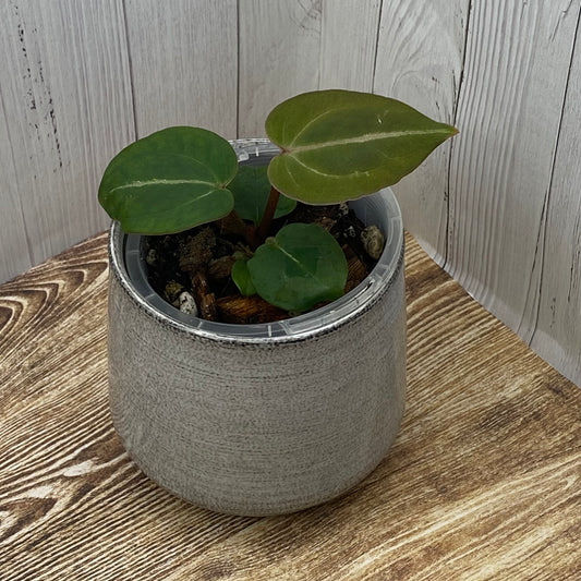 Anthurium Purple Crystallinum - H TC