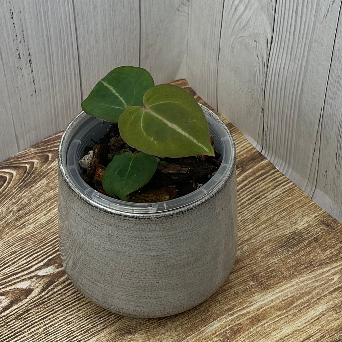 Anthurium Purple Crystallinum - H TC