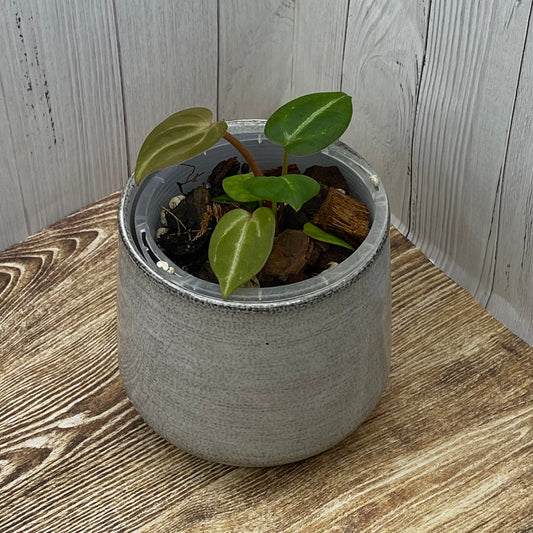 Anthurium Purple Crystallinum - I TC