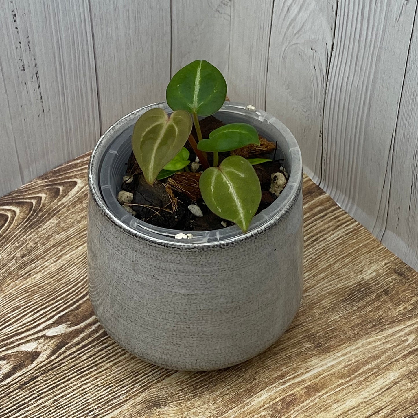 Anthurium Purple Crystallinum - I TC