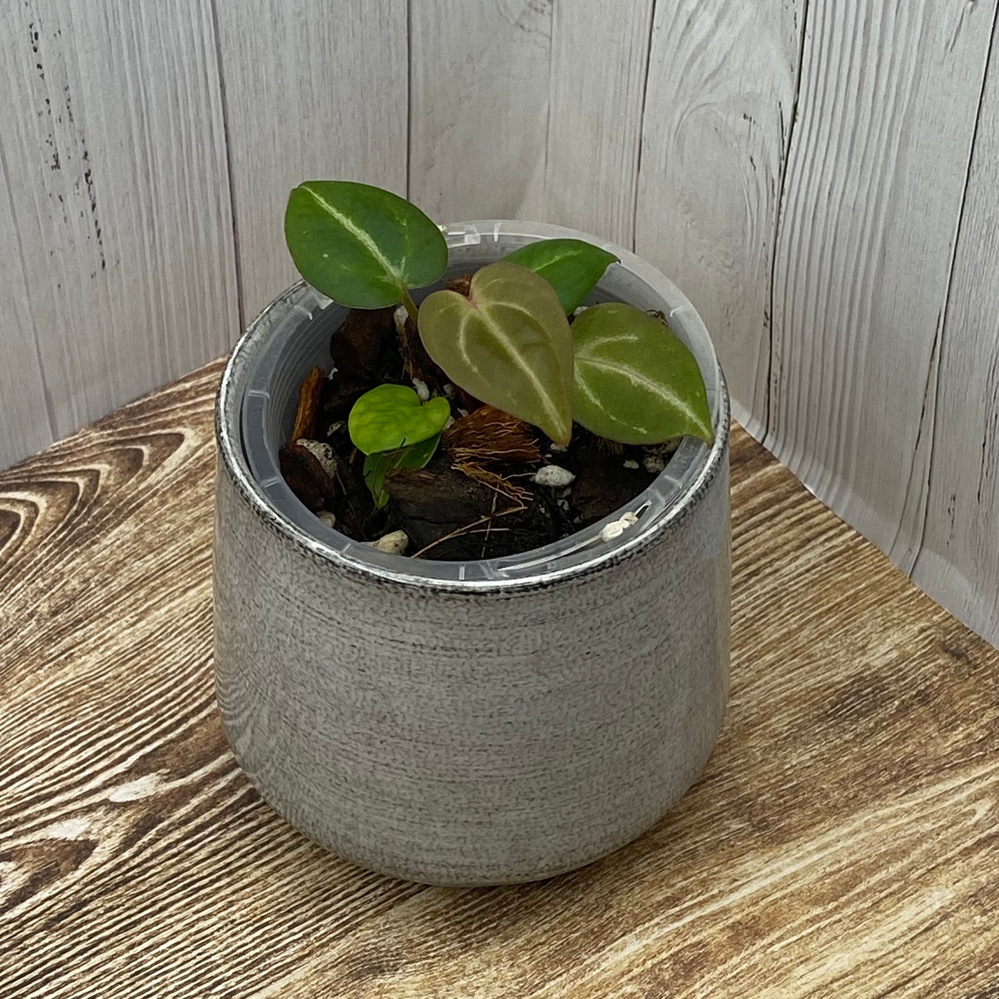 Anthurium Purple Crystallinum - I TC