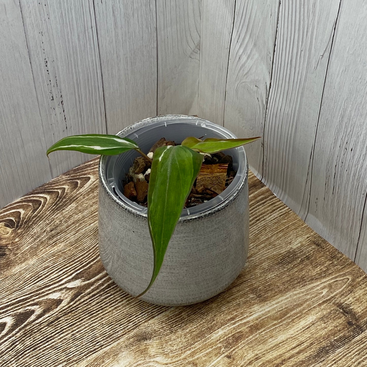 Philodendron Halo Velvet Micans Variegated - E