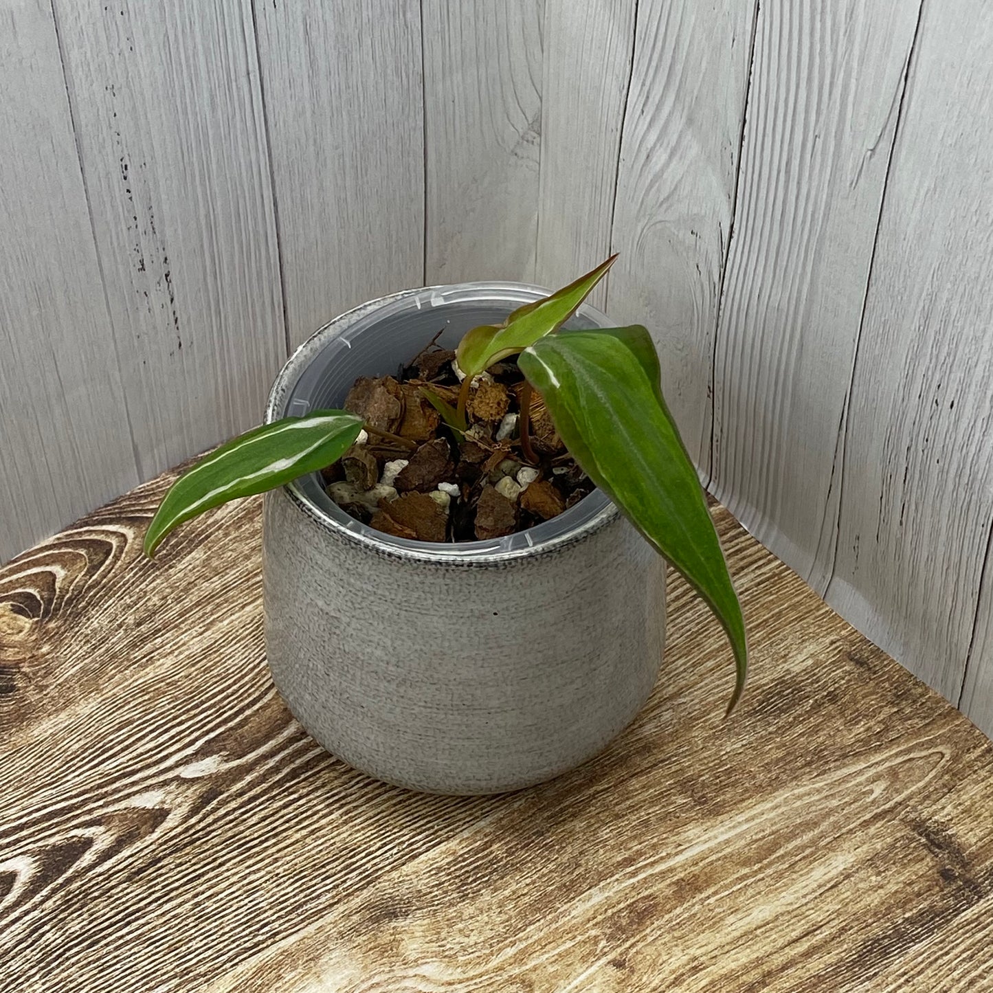 Philodendron Halo Velvet Micans Variegated - E