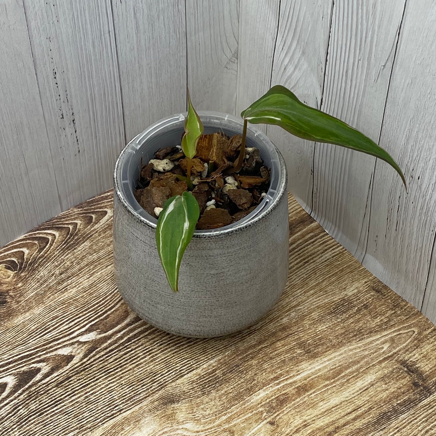 Philodendron Halo Velvet Micans Variegated - E