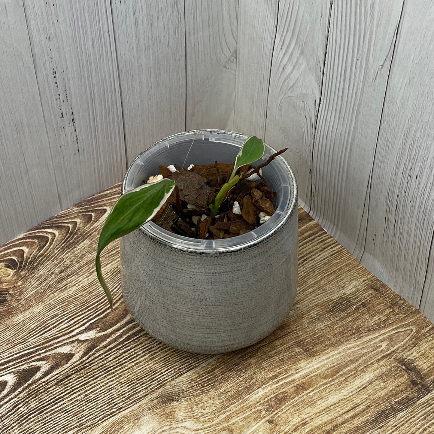 Philodendron Halo Velvet Micans Variegated - F