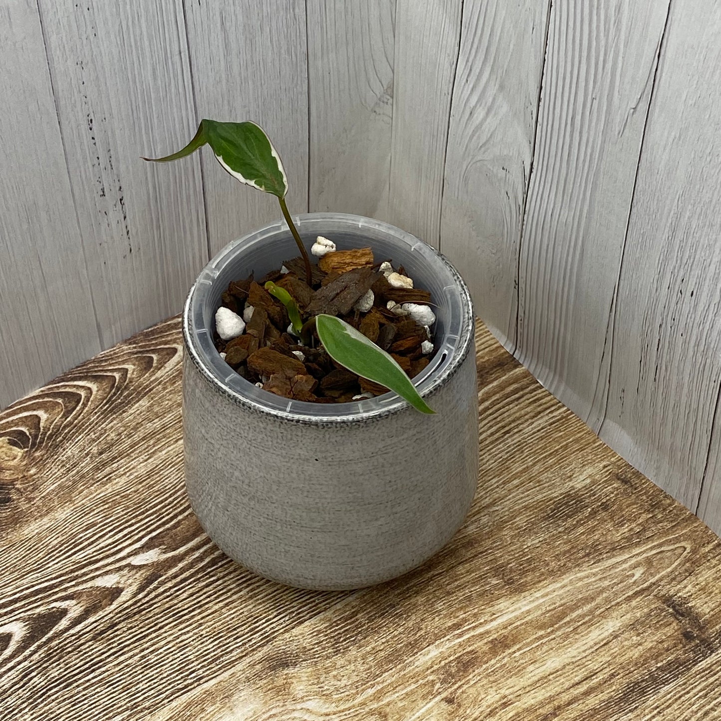 Philodendron Halo Velvet Micans Variegated - F