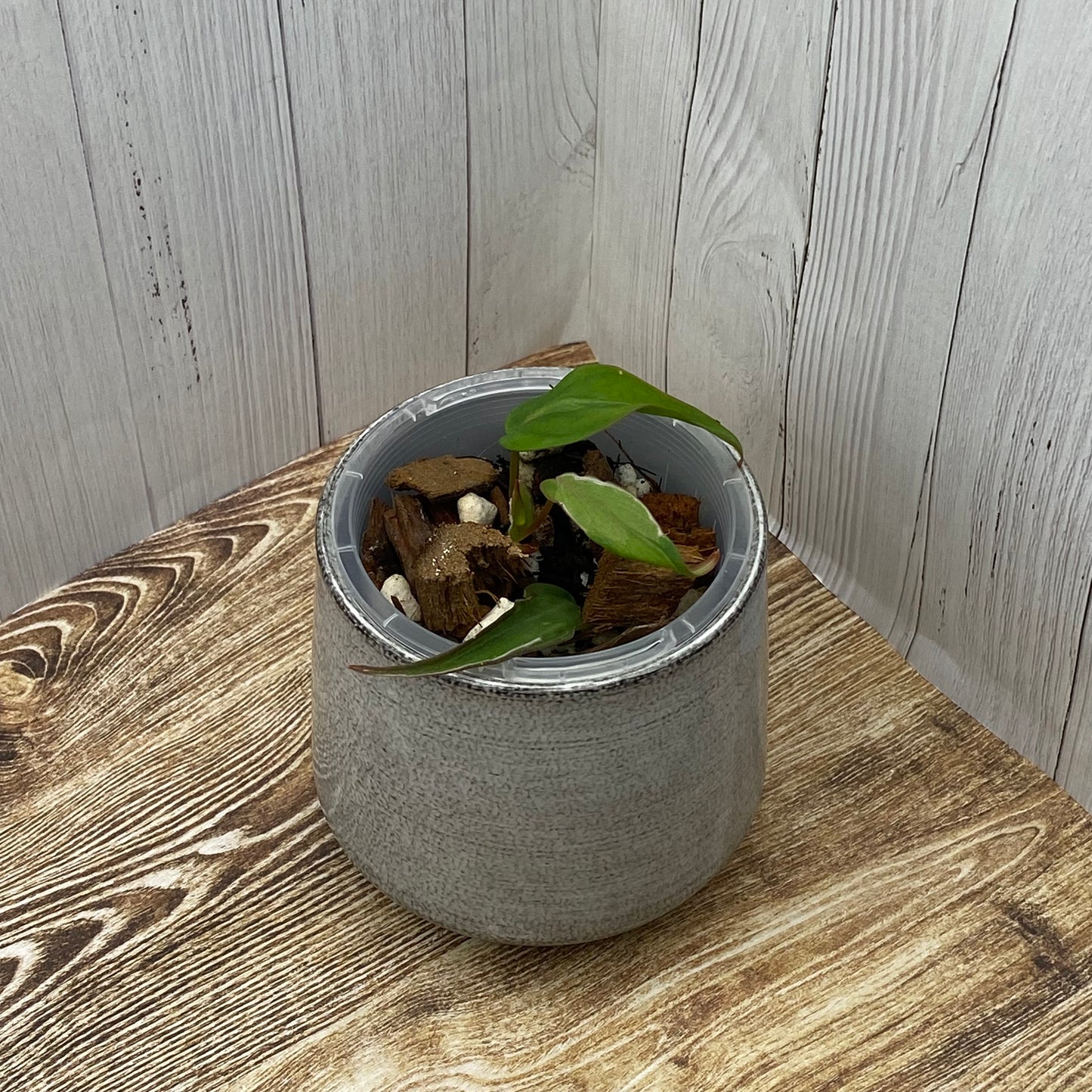 Philodendron Halo Velvet Micans Variegated - G