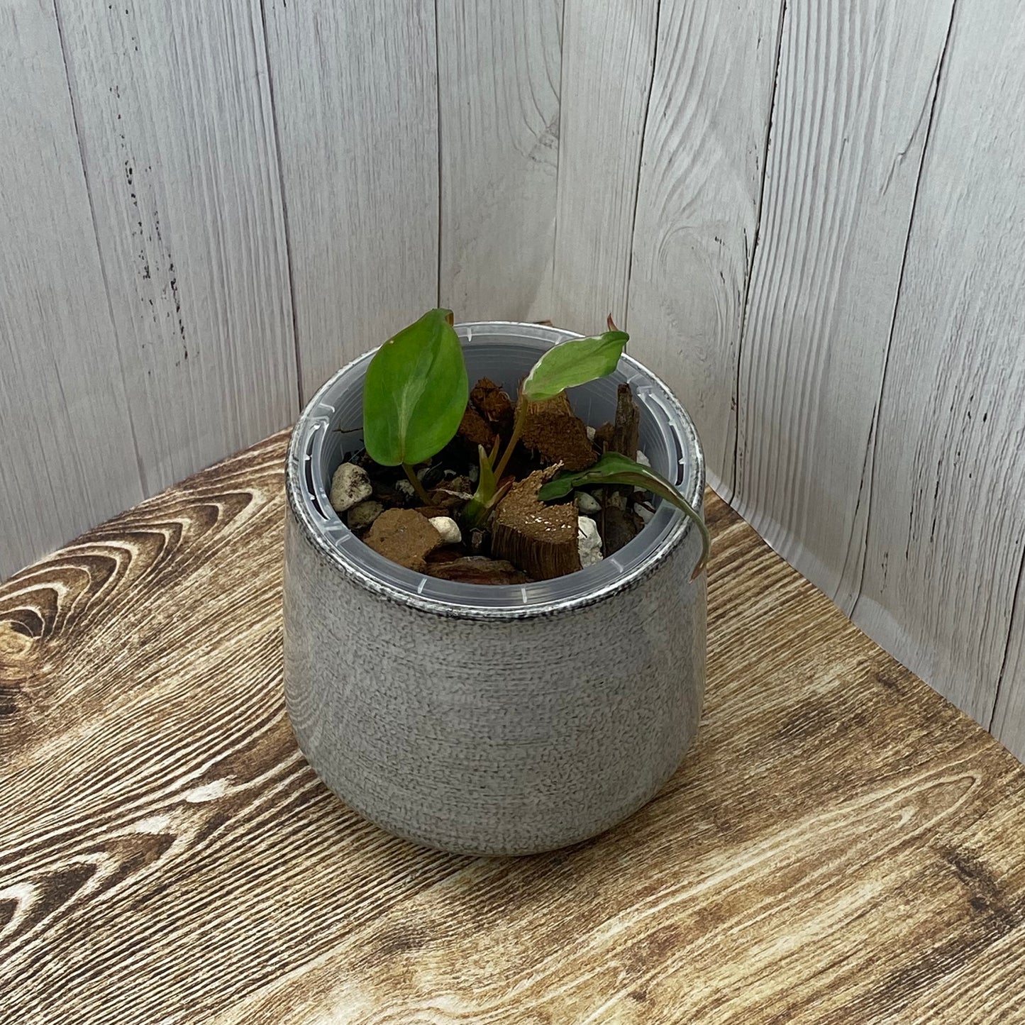 Philodendron Halo Velvet Micans Variegated - G