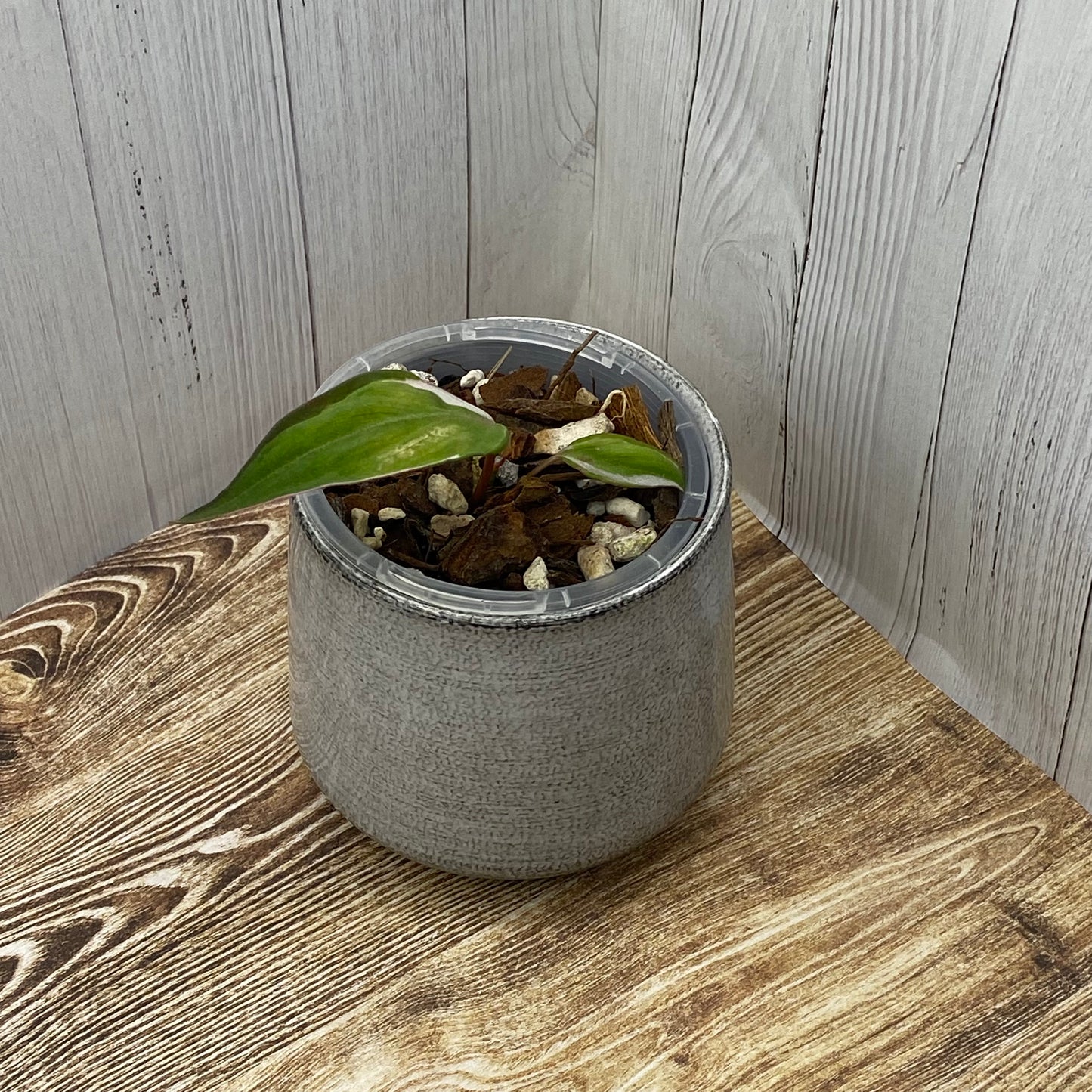 Philodendron Halo Velvet Micans Variegated - H