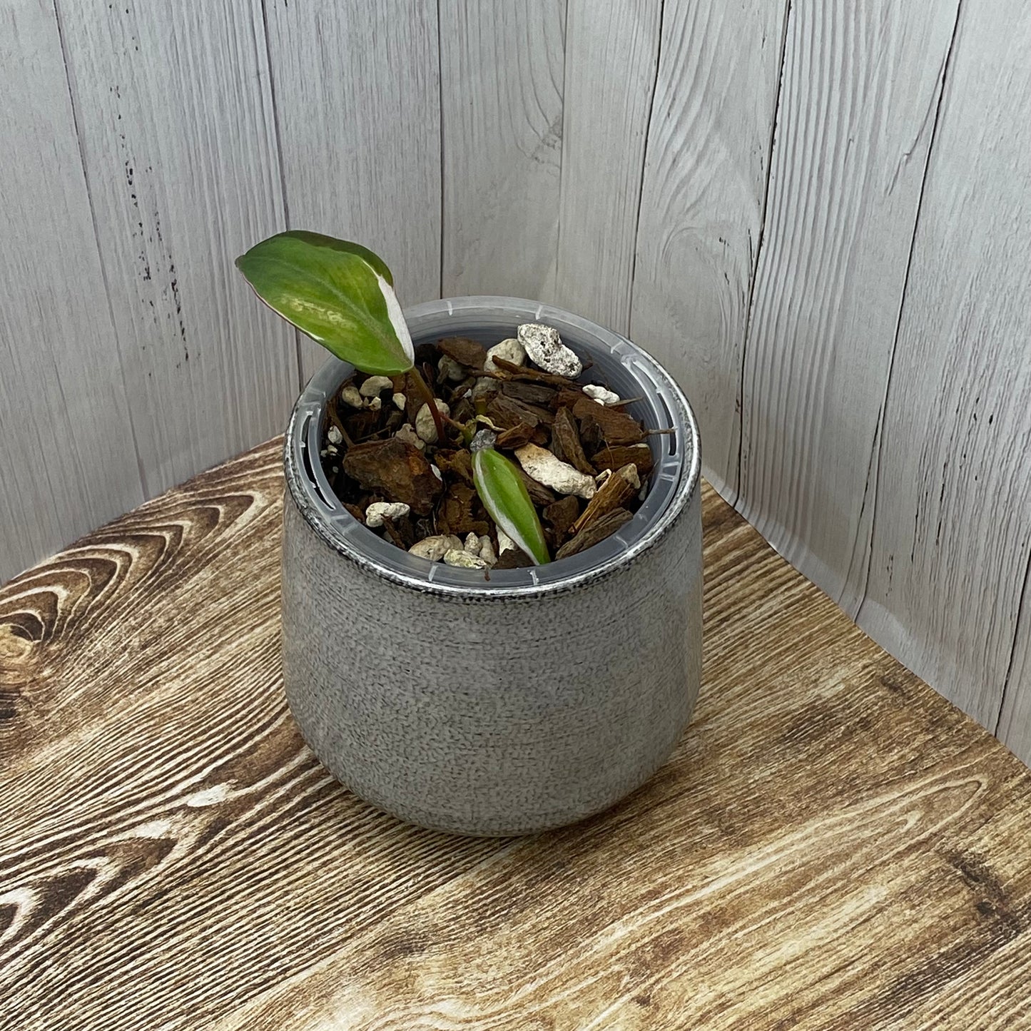 Philodendron Halo Velvet Micans Variegated - H