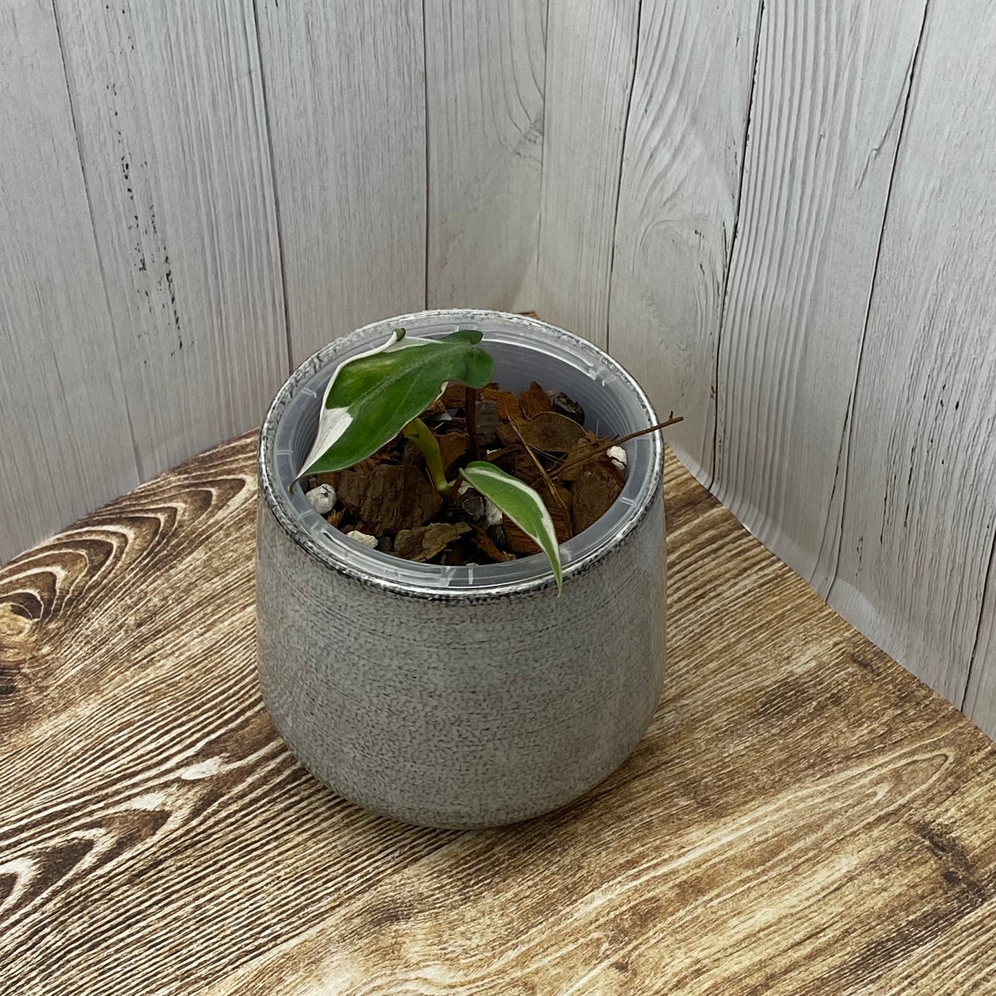 Philodendron Halo Velvet Micans Variegated - I