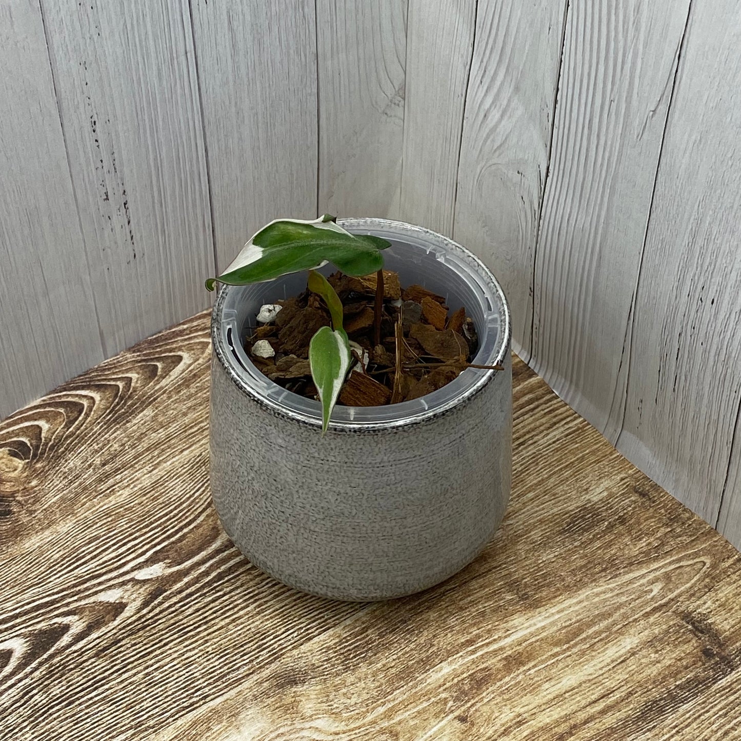 Philodendron Halo Velvet Micans Variegated - I