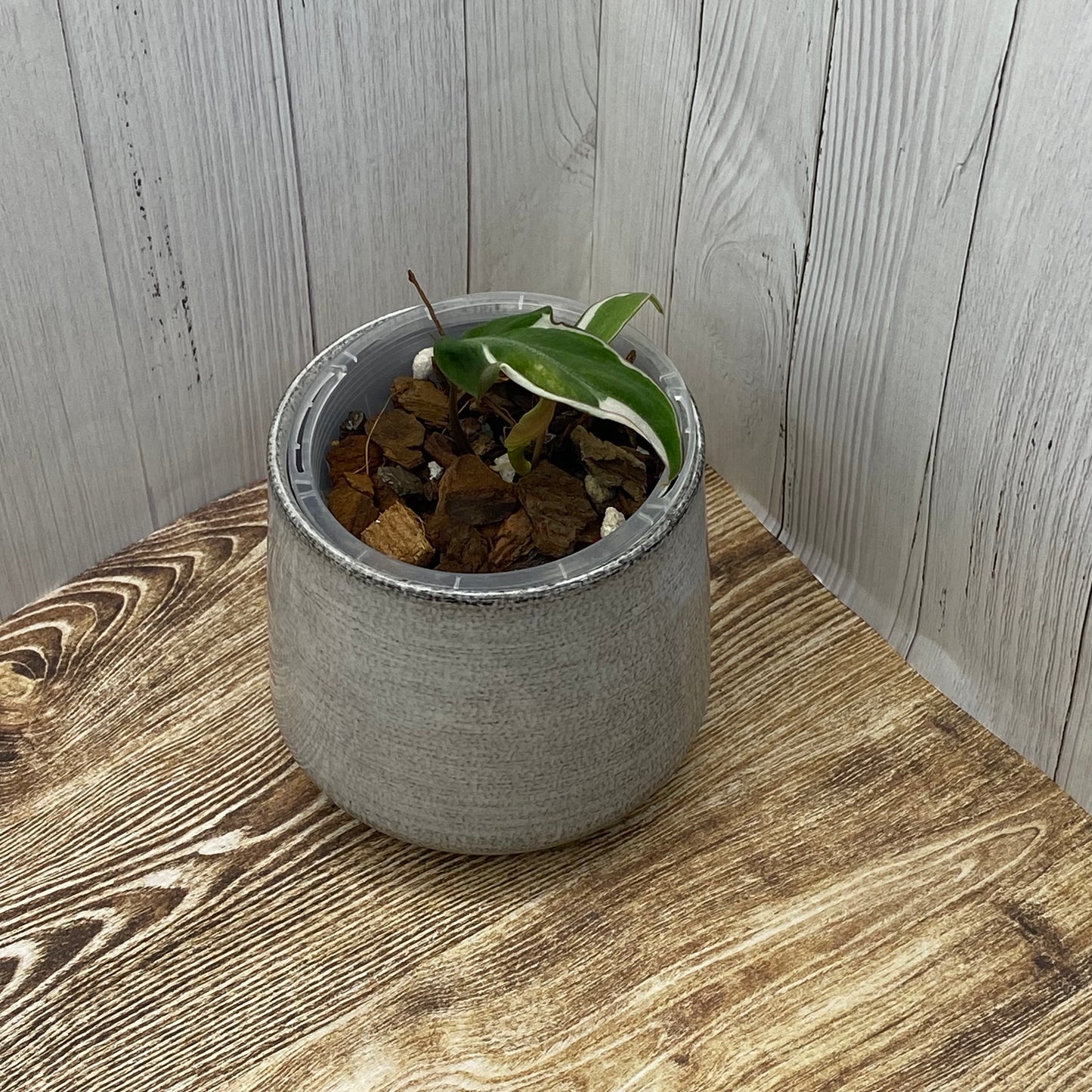 Philodendron Halo Velvet Micans Variegated - I