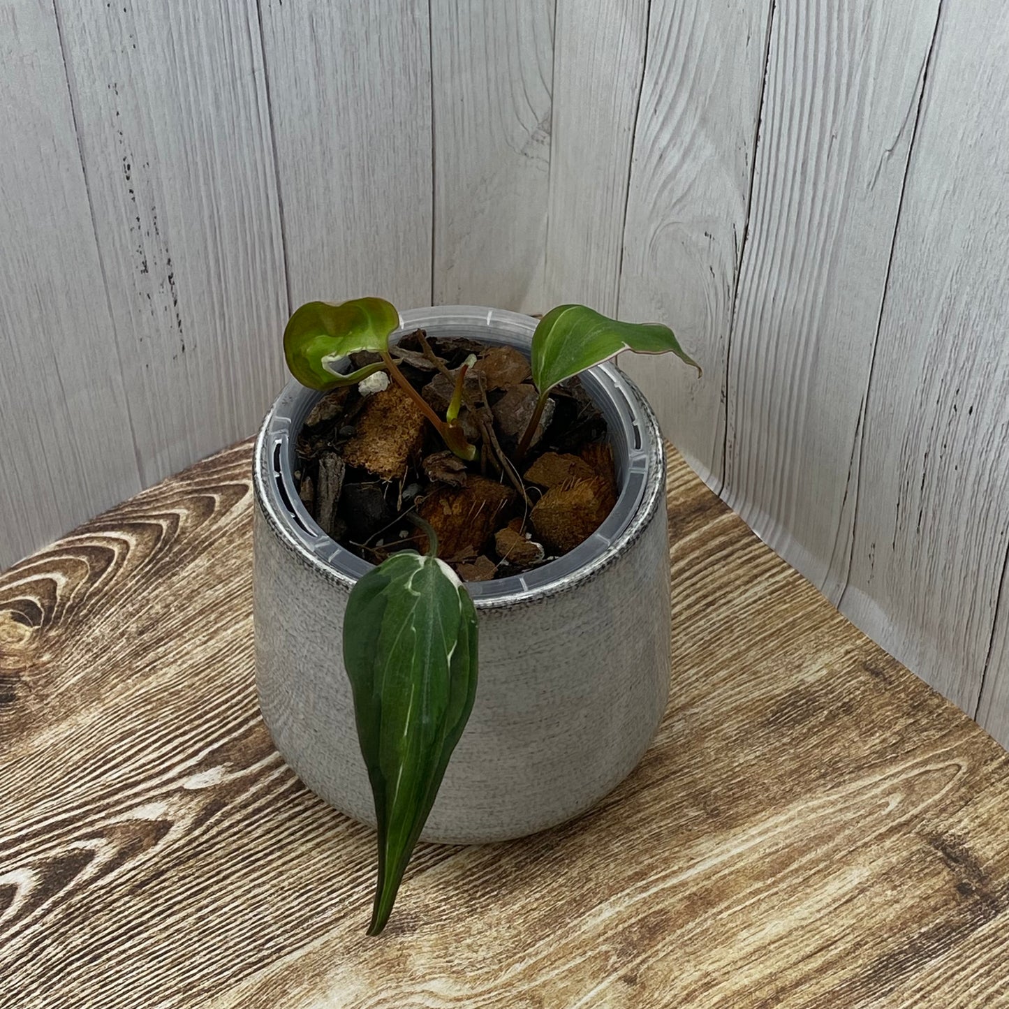 Philodendron Halo Velvet Micans Variegated - J